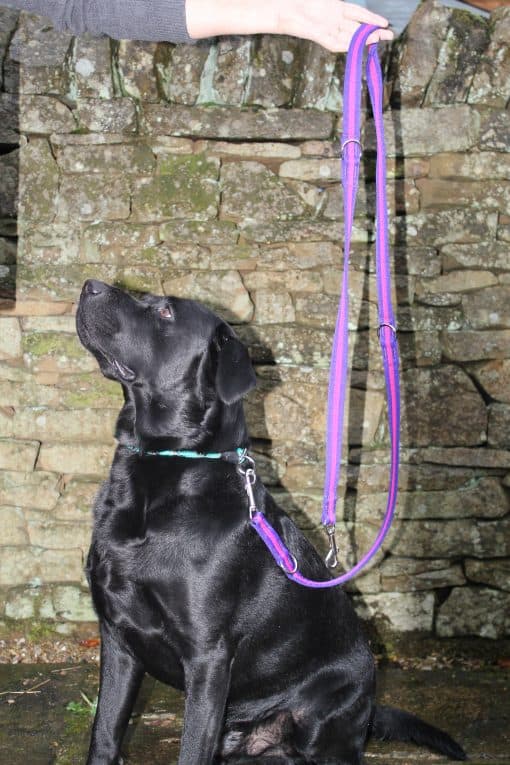 leads for dogs training and everyday walks