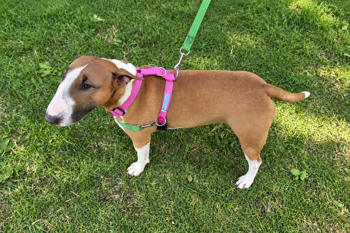 Harmony Harness