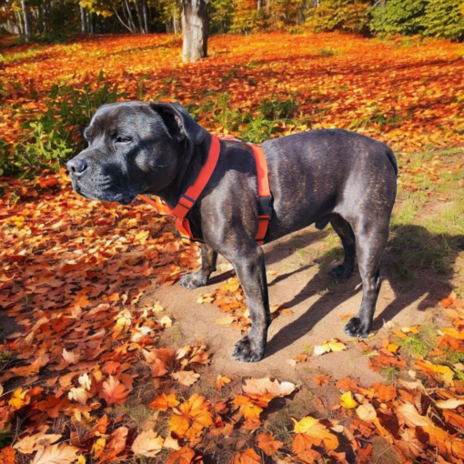 Comfort Harness for superior comfort for active dogs…