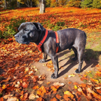 Comfort Harness for superior comfort for active dogs…