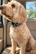 Martingale/Sighthound collar