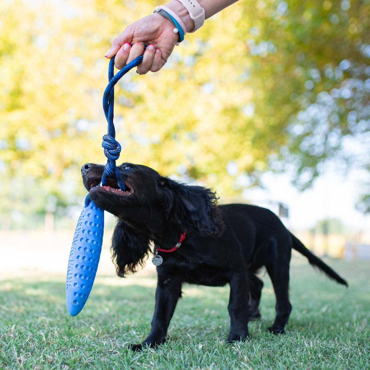 KIWI Walker ZEPPELIN Dog Toy - MINI