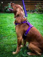Harmony Harness