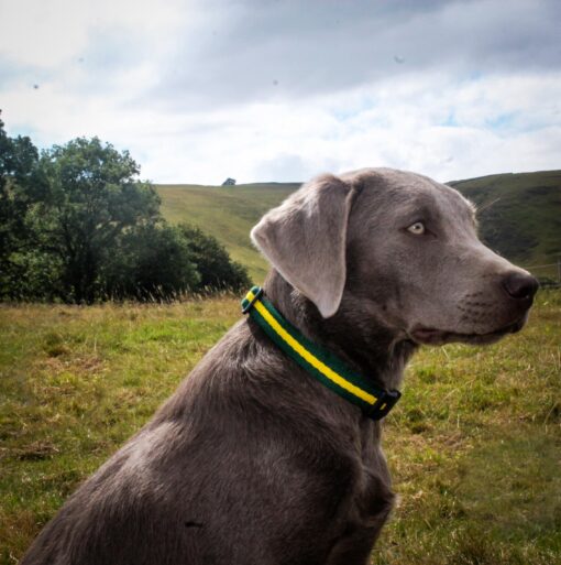 Attractive Side Release Collars in Soft Web.