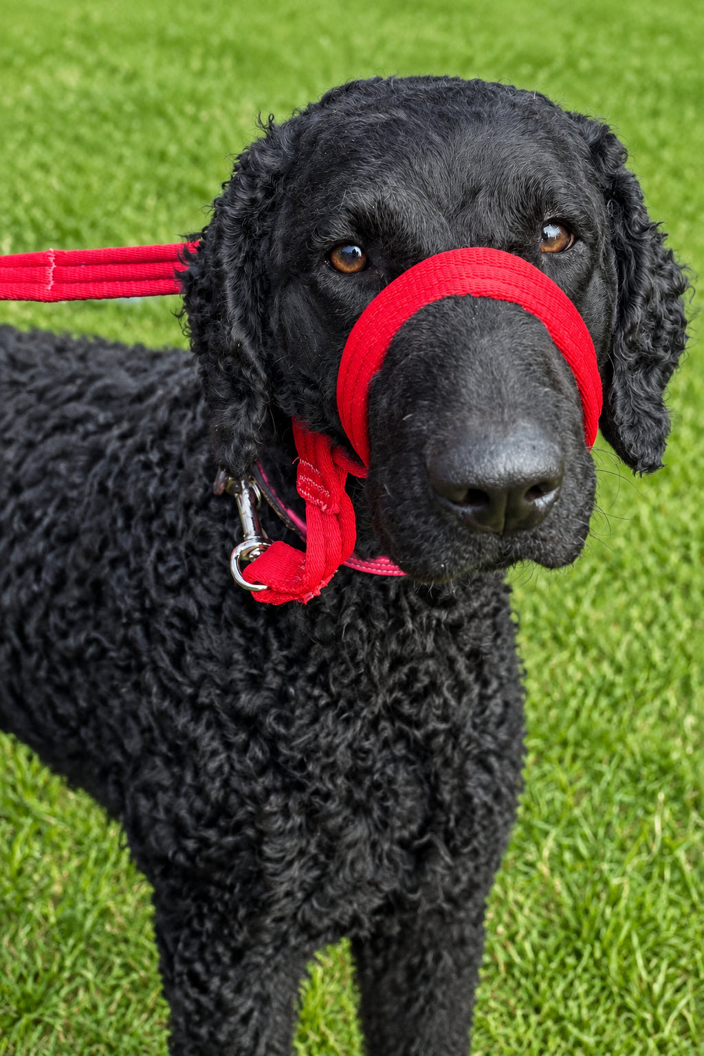 Figure of eight headcollar