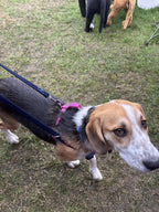 Harmony Harness