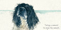 Spaniel Greeting Card
