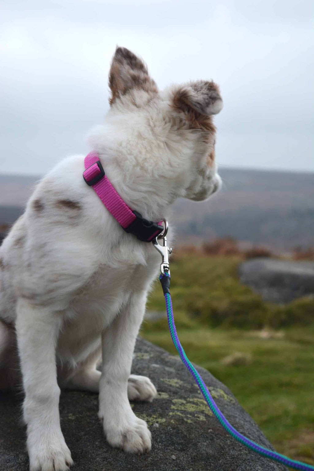 Attractive Side Release Collars in Flat Webbing.