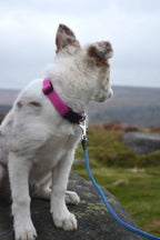 Attractive Side Release Collars in Flat Webbing.