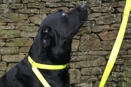 Dog Slip Lead with Stop