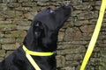 Dog Slip Lead with Stop