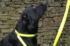 Dog Slip Lead with Stop