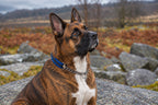 Chain Half Check Dog Collars