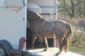 The Easy Loader horse aid