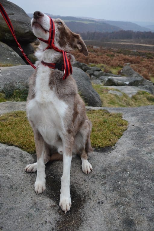 Figure of eight with all in one lead