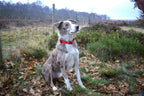 Shepherd’s Dog Collar