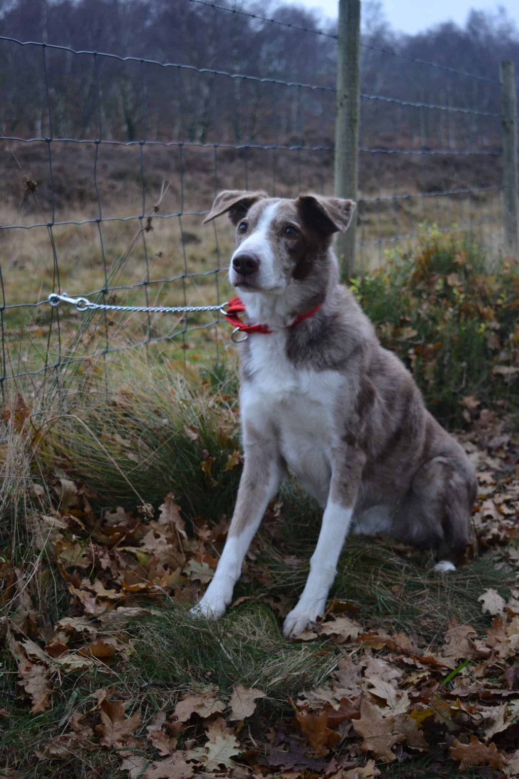 Shepherd’s Dog Collar