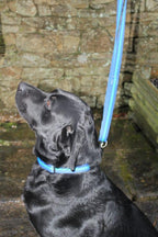 Standard Dog Leads – Soft Padded