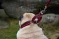 Martingale/Sighthound collar
